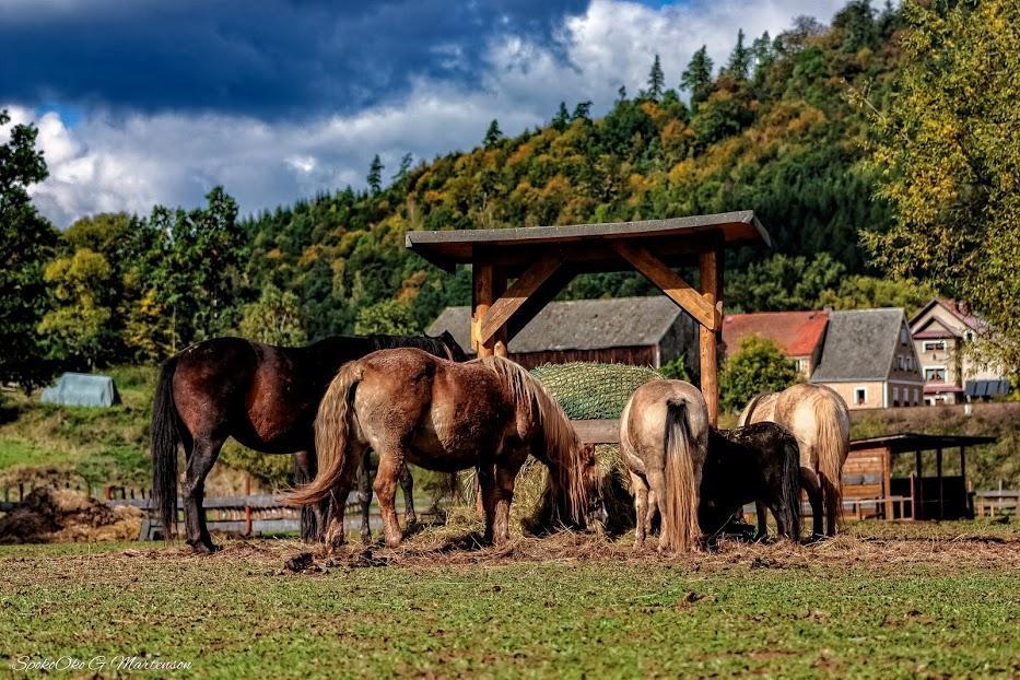 Wsiowa Chata Scinawka Gorna Dış mekan fotoğraf